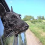 Perro se marea viajando en coche