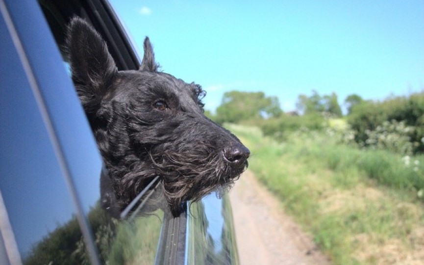 Perro se marea viajando en coche