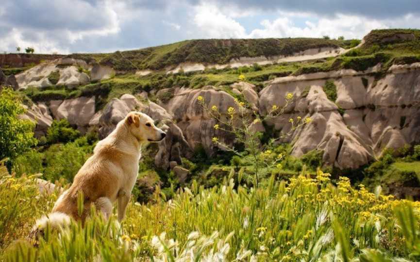 Tratar Picadura en perro
