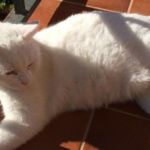 Primordial gatos