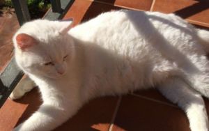 Primordial gatos