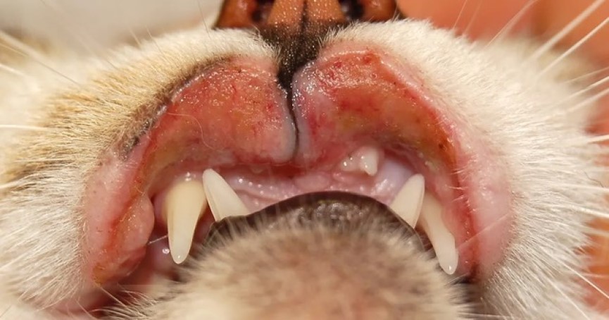 SEF felino