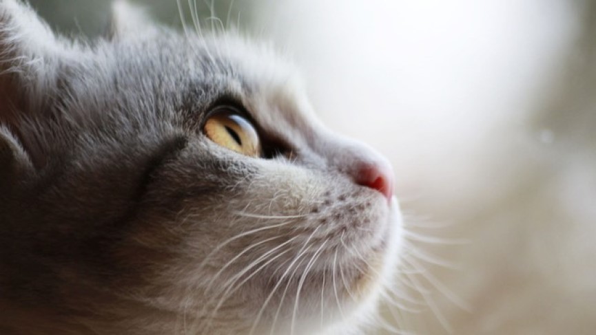 Síndrome Eosinofílico felino