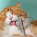 Síndrome felino