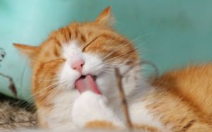 Síndrome felino