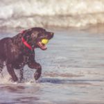 Algas tóxicas para perros
