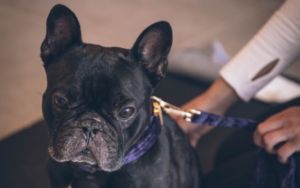 fisioterapia veterinaria