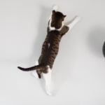 gatos durante el confinamiento