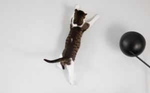 gatos durante el confinamiento