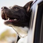 hábito a evitar del perro en el coche