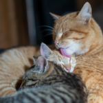 Pododermatitis felina