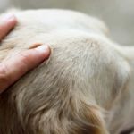 Tellington Ttouch para perros