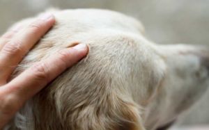 Tellington Ttouch para perros