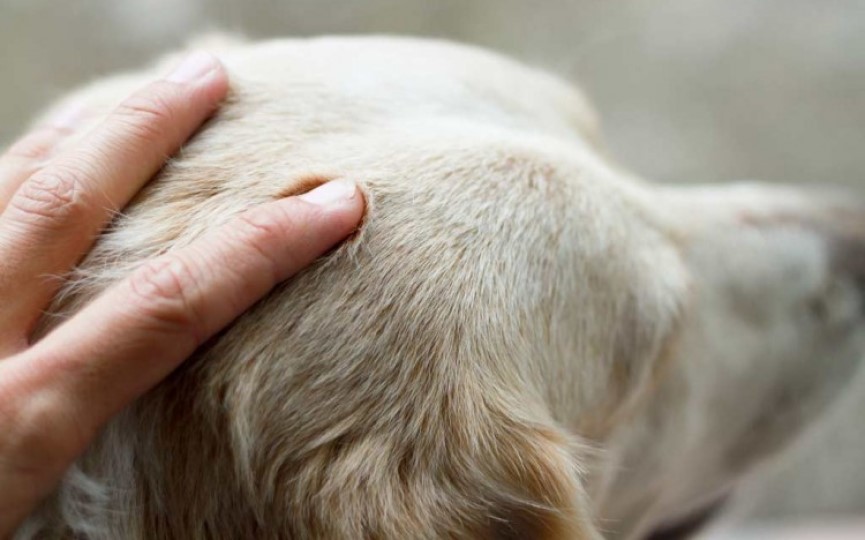 Tellington Ttouch para perros
