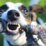 cuidar la boca de tu perro