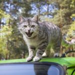 Gato agresivo