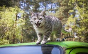 Gato agresivo