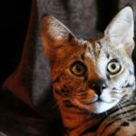 gato Savannah