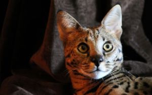 gato Savannah