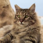 marca en orejas de gato
