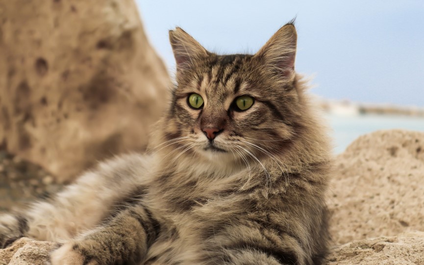 imagen de un gato esterilizado con marca en las orejas