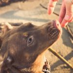 cuánto cuestan los premios para perros