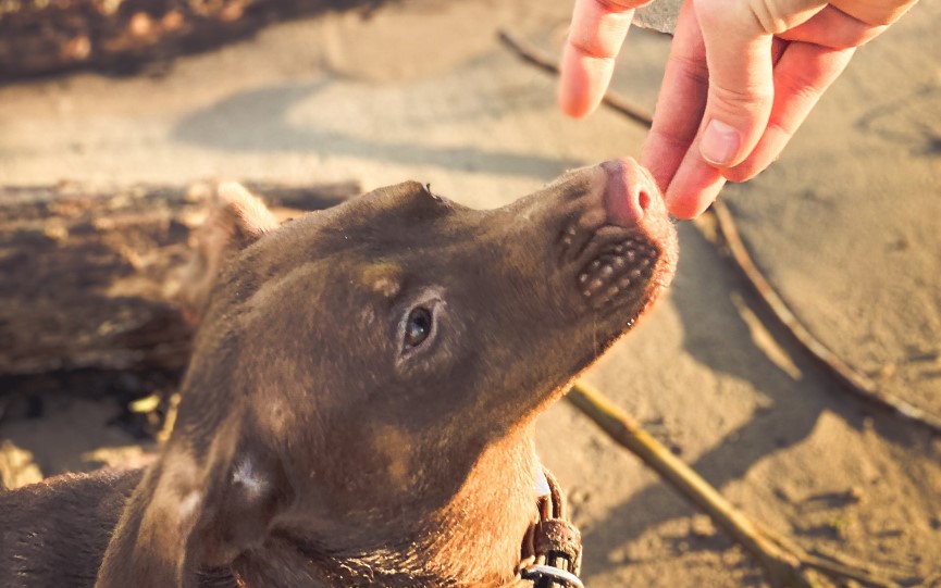 cuánto cuestan los premios para perros