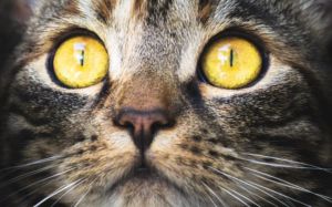 Clamidiosis felina