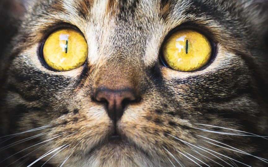 Clamidiosis felina