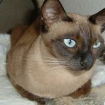 Gato tonkinés