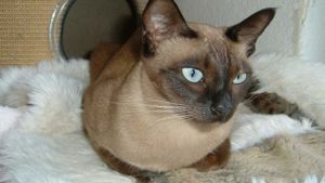 Gato tonkinés