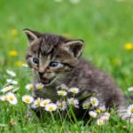 Panleucopenia felina