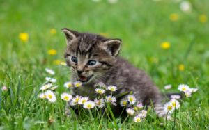 Panleucopenia felina