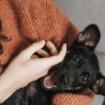 pequeños problemas de salud en mascotas