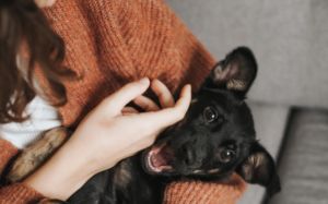 pequeños problemas de salud en mascotas
