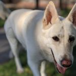 Indospicina en perros