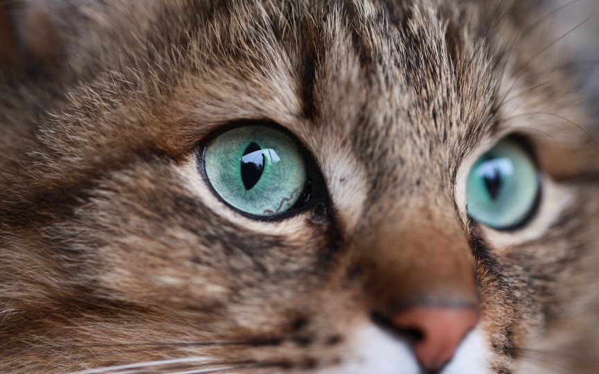 significado color ojos gato