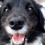 erupción de La Palma afecta a mascotas