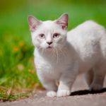 gato Munchkin