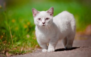 gato Munchkin