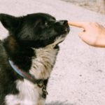 hábitos de riesgo de propietarios de mascotas