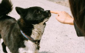 hábitos de riesgo de propietarios de mascotas
