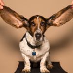 infección de oído en perros