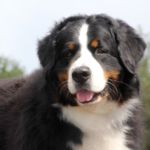 osteosarcoma en perros grandes