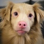Perro Albino