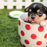 perros más pequeños