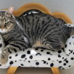dolor articular en gatos