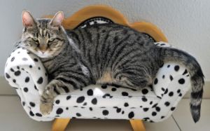 dolor articular en gatos