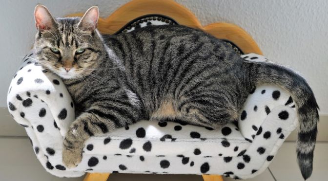 dolor articular en gatos
