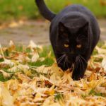 enfermedades de un gato en otoño
